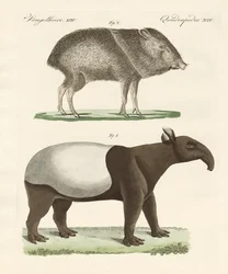 Mammifères étranges