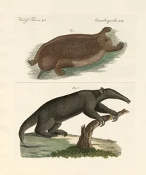 Mammifères étranges