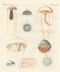 Étranges méduses