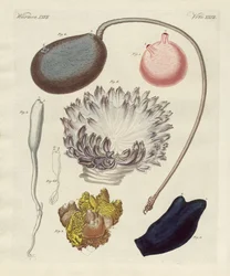Étranges mollusques
