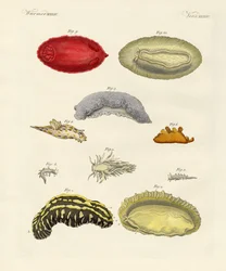Mollusques étranges