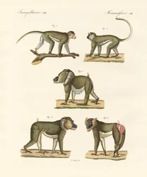 Singes étranges