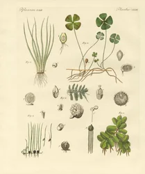 Étranges plantes