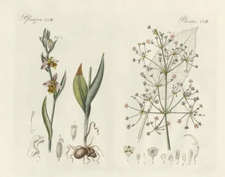 Étranges plantes (gravure en couleur)