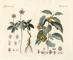 Étranges plantes (gravure en couleur)