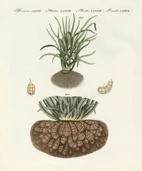 Plantes étranges