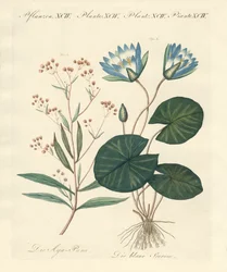 Plantes étranges