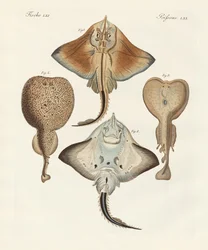 Étranges raies