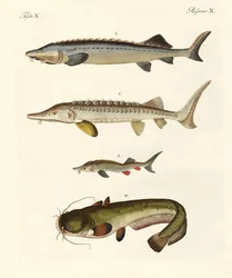 Poissons de rivière étranges