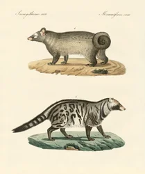 Moufettes étranges