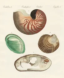 Étranges escargots et palourdes