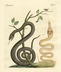 Serpent étrange