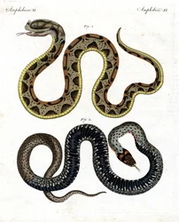 Serpent étrange