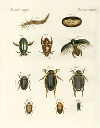 Coléoptères étranges