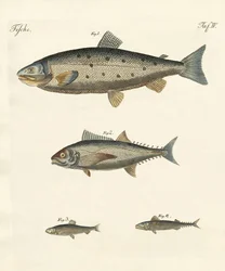 Étranges poissons de commerce