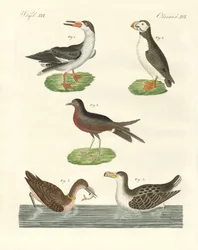 Oiseaux aquatiques étranges