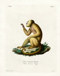 Hurleur à manteau