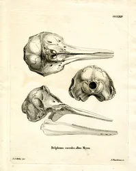 Crâne de Dauphin Rayé