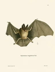 Chauve-souris à nez poilu rayé
