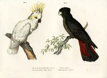 Cacatoès à huppe jaune, 1864