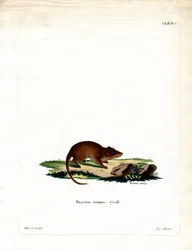 Antechinus des marais