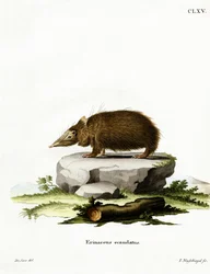 Tenrec sans queue