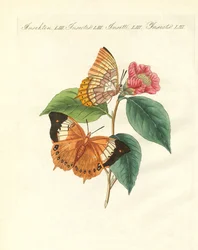 Le papillon de jour de Bernard de Chine