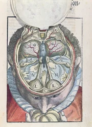 Le Cerveau, de Ophthalmodouleia par Georg Bartisch publié à Dresde en 1583 (gravure sur bois en couleur)