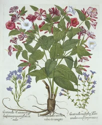 La merveille du Pérou et deux variétés de gentiane, de Hortus Eystettensis, par Basil Besler (1561-1629), pub. 1613