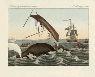 Les dangers de la pêche à la baleine