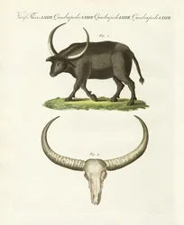 Le buffle géant