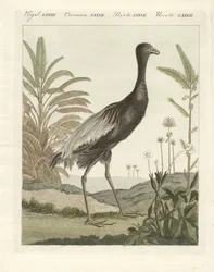 Le trompette doré
