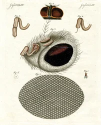 La tête d
