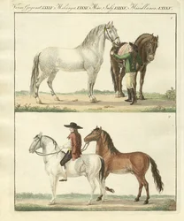 Le cheval avec ses différentes sortes