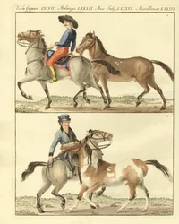 Le cheval avec ses différentes sortes