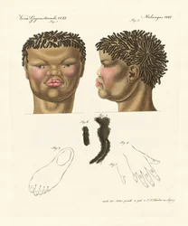 Le hottentot ou bushman (gravure en couleur)