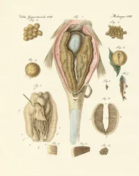 Le rognon ou ovaire des carpes et la moule du peintre, ou l