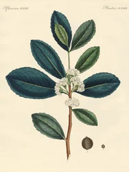 Le thé du Paraguay