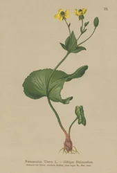 Renoncule de Thora