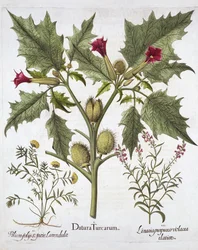 Thorn Apple, Germander et Purple Toadflax, de Hortus Eystettensis, par Basil Besler, pub. 1613