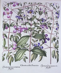 Trois types de clématites, de Hortus Eystettensis, par Basil Besler (1561-1629), pub. 1613