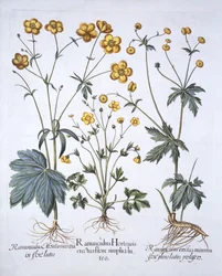 Trois variétés de renoncule, de Hortus Eystettensis, par Basil Besler, pub. 1613