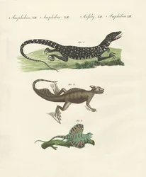 Trois types de lézards étranges