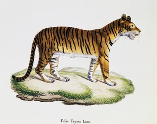 Tigre (Felis tigris), d