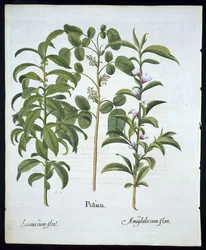 Pistachier, Laurier noble et Amandier, planche 6 de Hortus Eystettensis par Basil Besler (1561-1629) publié en 1613