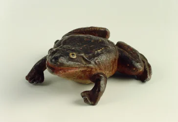 Crapaud