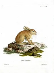 Lièvre de Tolai