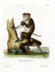 Macaque toque