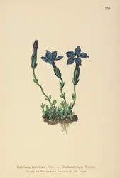 Gentiane de Triglav (Gentiana terglouensis, Gentiana imbricata)