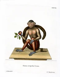 Capucin à toupet